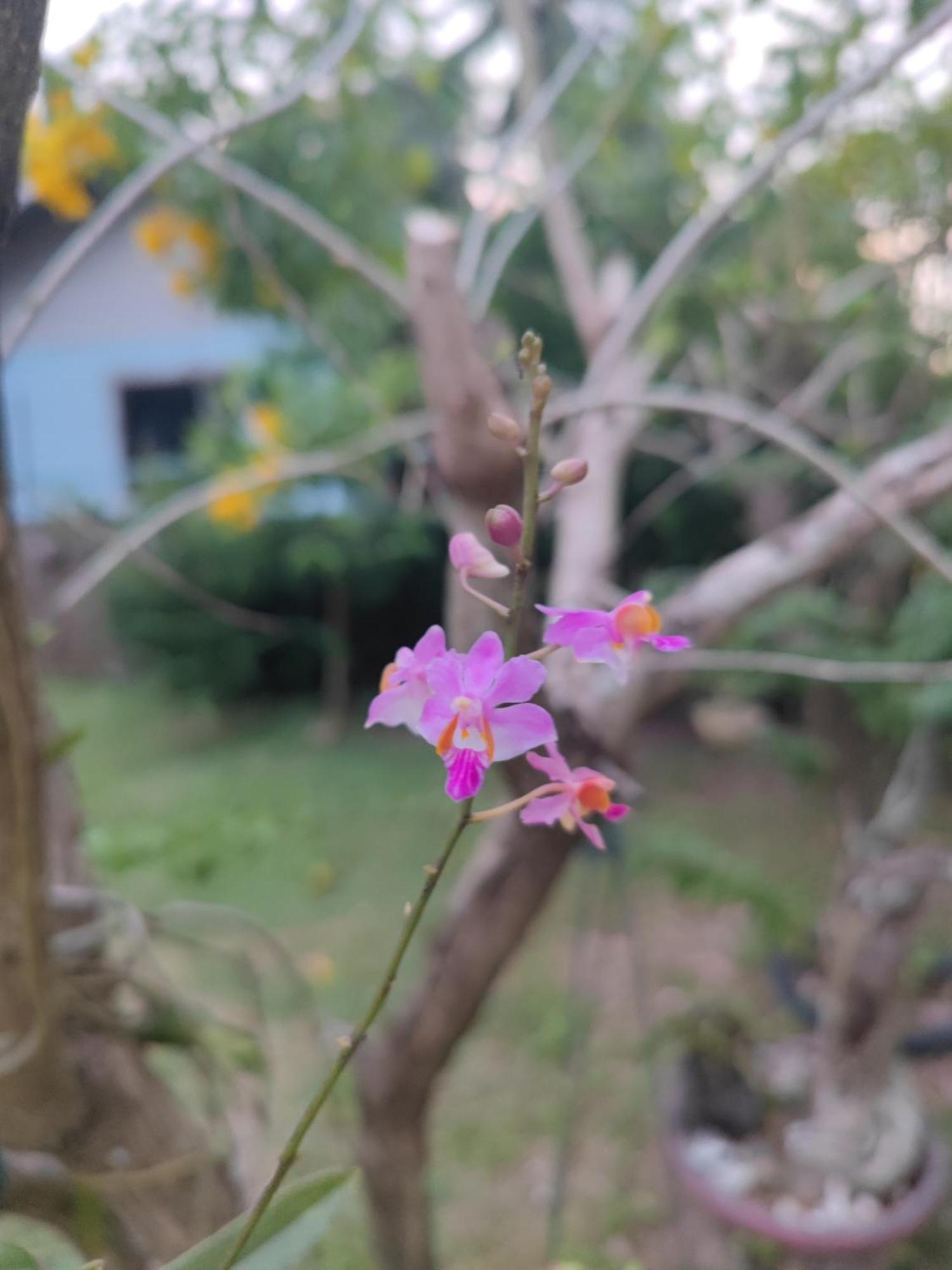 The Secret Garden Homestay Koh Yao Yai Ko Yao 외부 사진