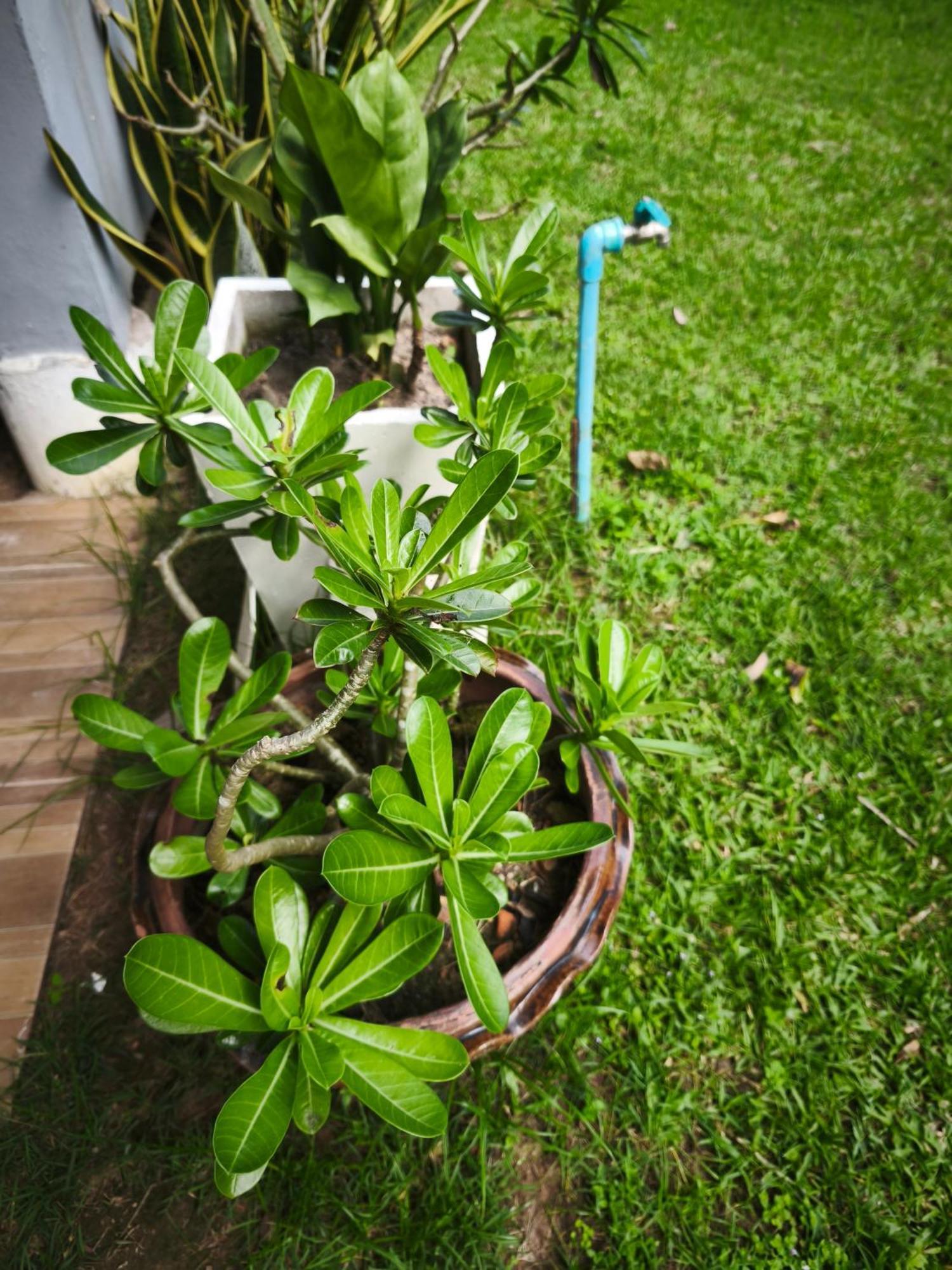 The Secret Garden Homestay Koh Yao Yai Ko Yao 외부 사진