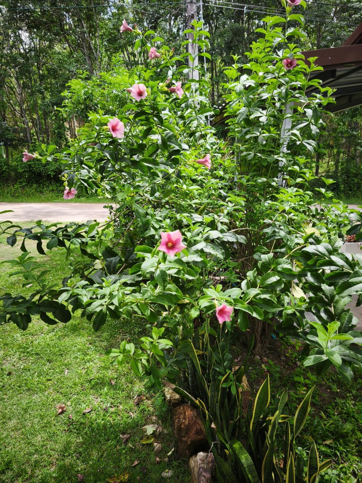 The Secret Garden Homestay Koh Yao Yai Ko Yao 외부 사진